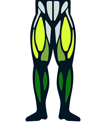 graphic showing leg muscle groups